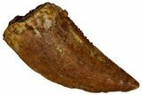 Serrated Raptor Tooth - Real Dinosaur Tooth #297756-1